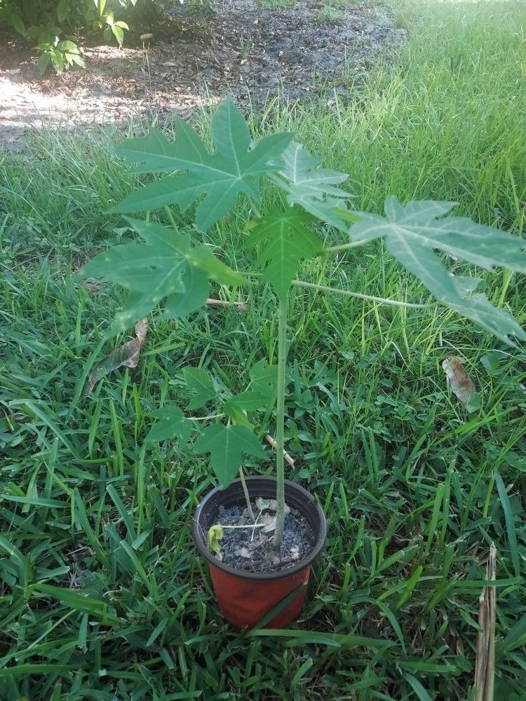 Red Papaya Plant