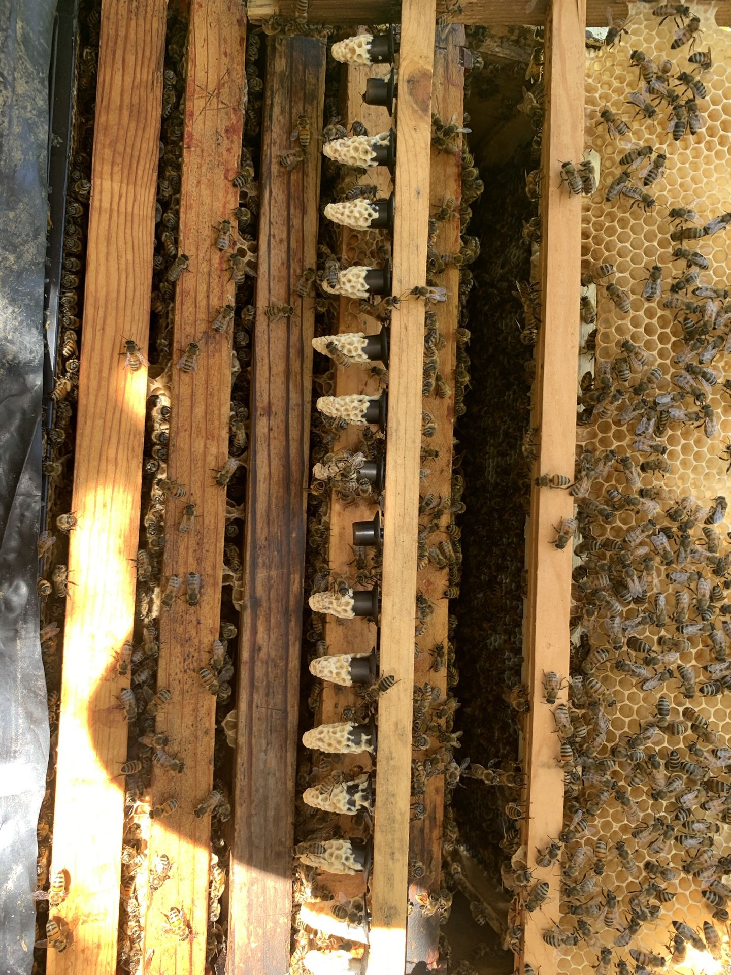 Queen Cells For Sale Last Call