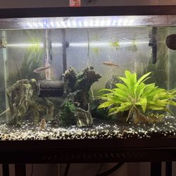Fish Tank (all Included)