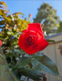 Beautiful Red Rose Tree in Ceramic Pot