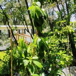 DISCOUNTED Grafted Fruit Trees 