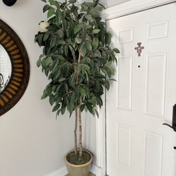 Indoor Plant - Just Under 8 Ft