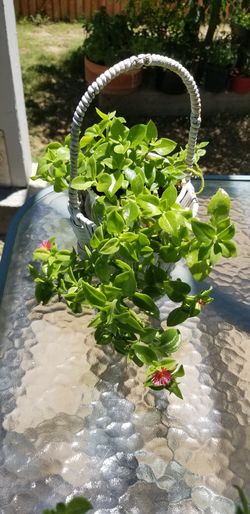 Red aptenia plant
