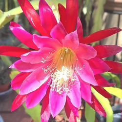 Mother's Day Plant Sale This Weekend See Description Below