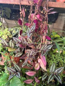 Planta
