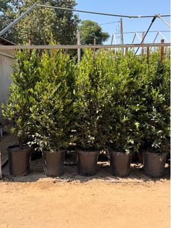 Privacy shrubs Carolina cherry 15 gallons