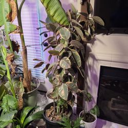 Large Rubber Trees