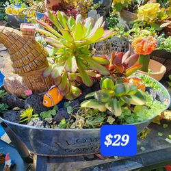 BIG SUCCULENT SALE THIS SUNDAY IN SAN LORENZO. 1PM TO 4PM