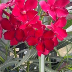 Nerium Oleander Hardy Red Plant 