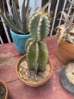 Peruvian Apple Cactus 