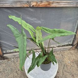 Alocasia Stingray Plant 6" Pot
