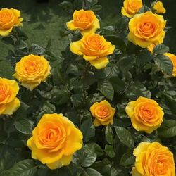 Rare European, Japan rose plants : Butter Scotch 