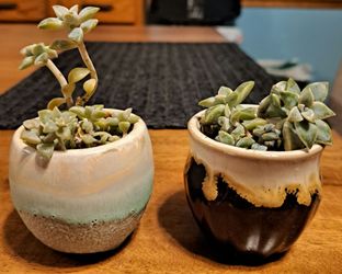 Pair of Succulents in 2-Inch Ceramic Mini Pots