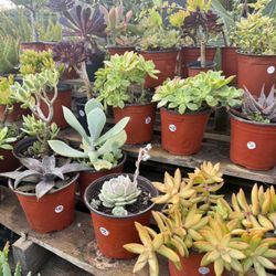 Variety Of Succulents Plants 