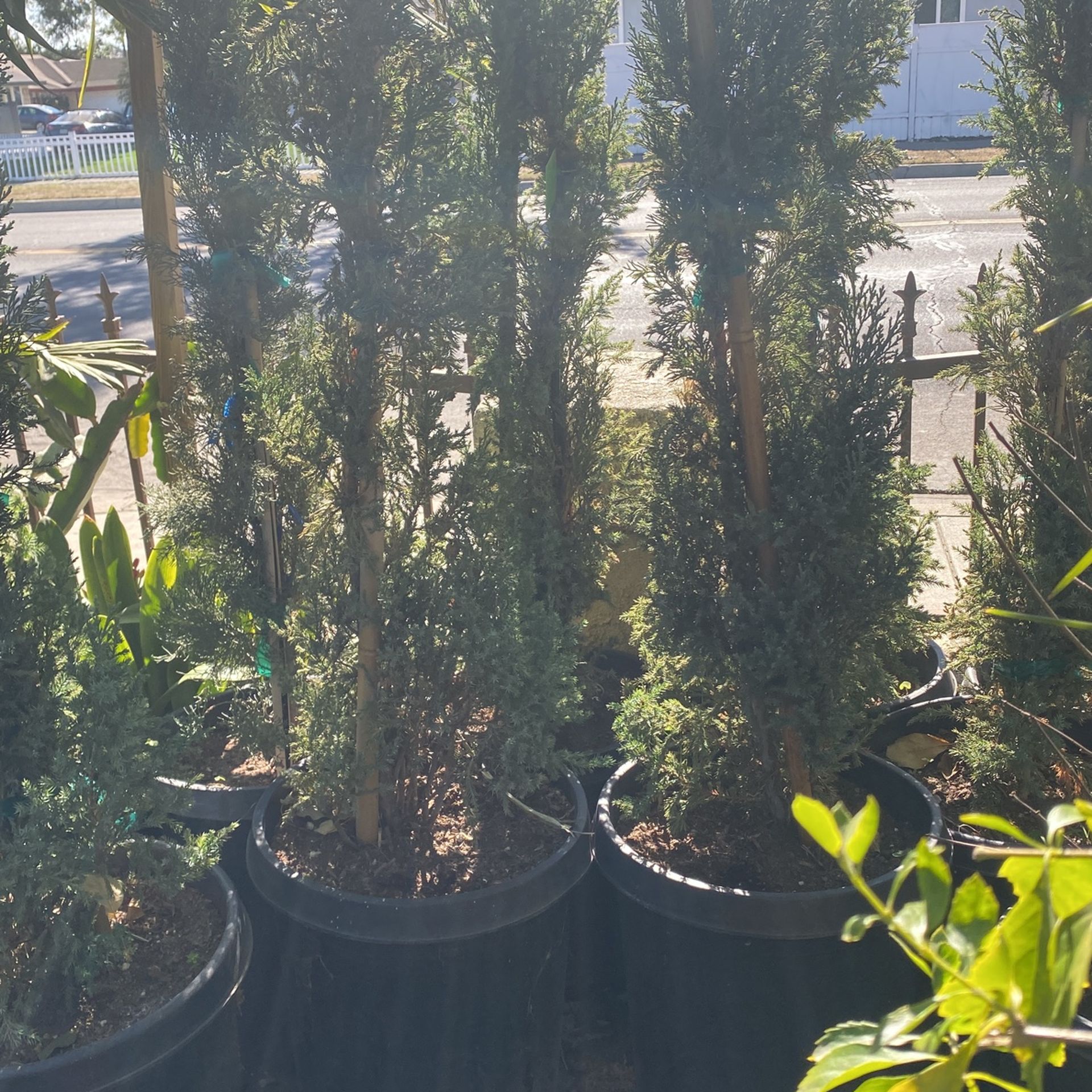 Alberta Spruce 15 Gal,All Products : American Fashion Style Bags On Sale