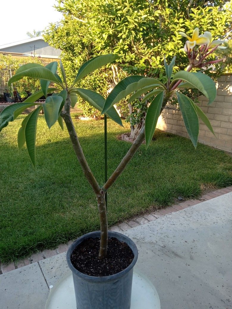 Hawaii Plumeria Plant
