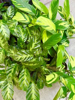 Plants (4”pot🌿🌿Calathea Misto & Ctenanthe Lubbersiana $8 each)