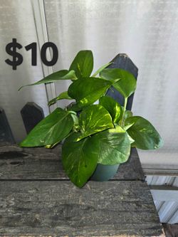 Pothos