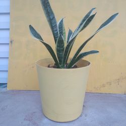 Superba Snake 🐍Plants 