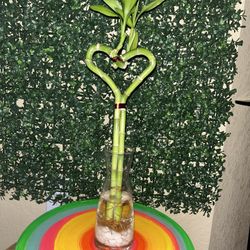 Heart Shaped Bamboo 💚