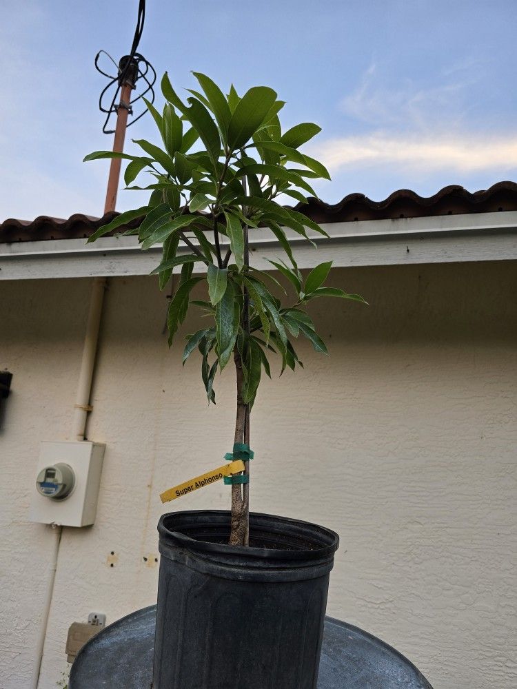 Super Alphonso Grafted Mango 3 Gallon