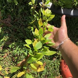 Aquarium And Pond Plants 