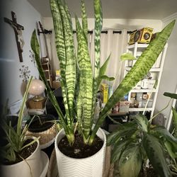 Snake Plant in White Pot