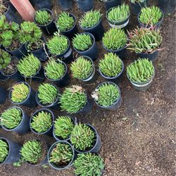 Plants