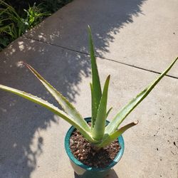 Aloe Vera Plant