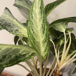 Agalonema - Houseplant