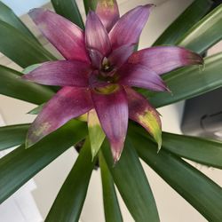 BIG BROMELIAD 