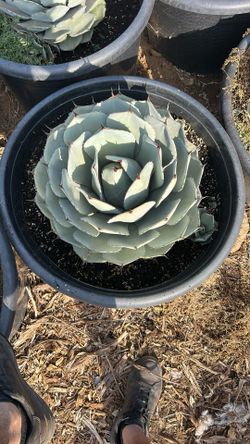 Agave Parry Truncata 25g