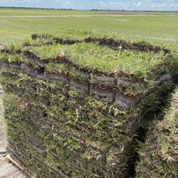 St Augustine Sod 