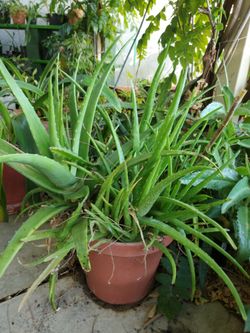 Aloe Vera Pups