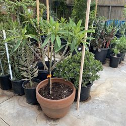 Plant For Sale