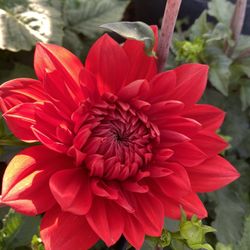 Dahlia Big Flower Plant, In 5 Gallons Pot Pick Up Only