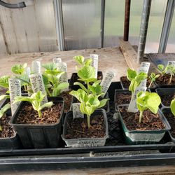 14 Gourd Plants