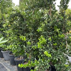 Ligustrum japonicum, Waxleaf Privet Hedges plant, 15gal 