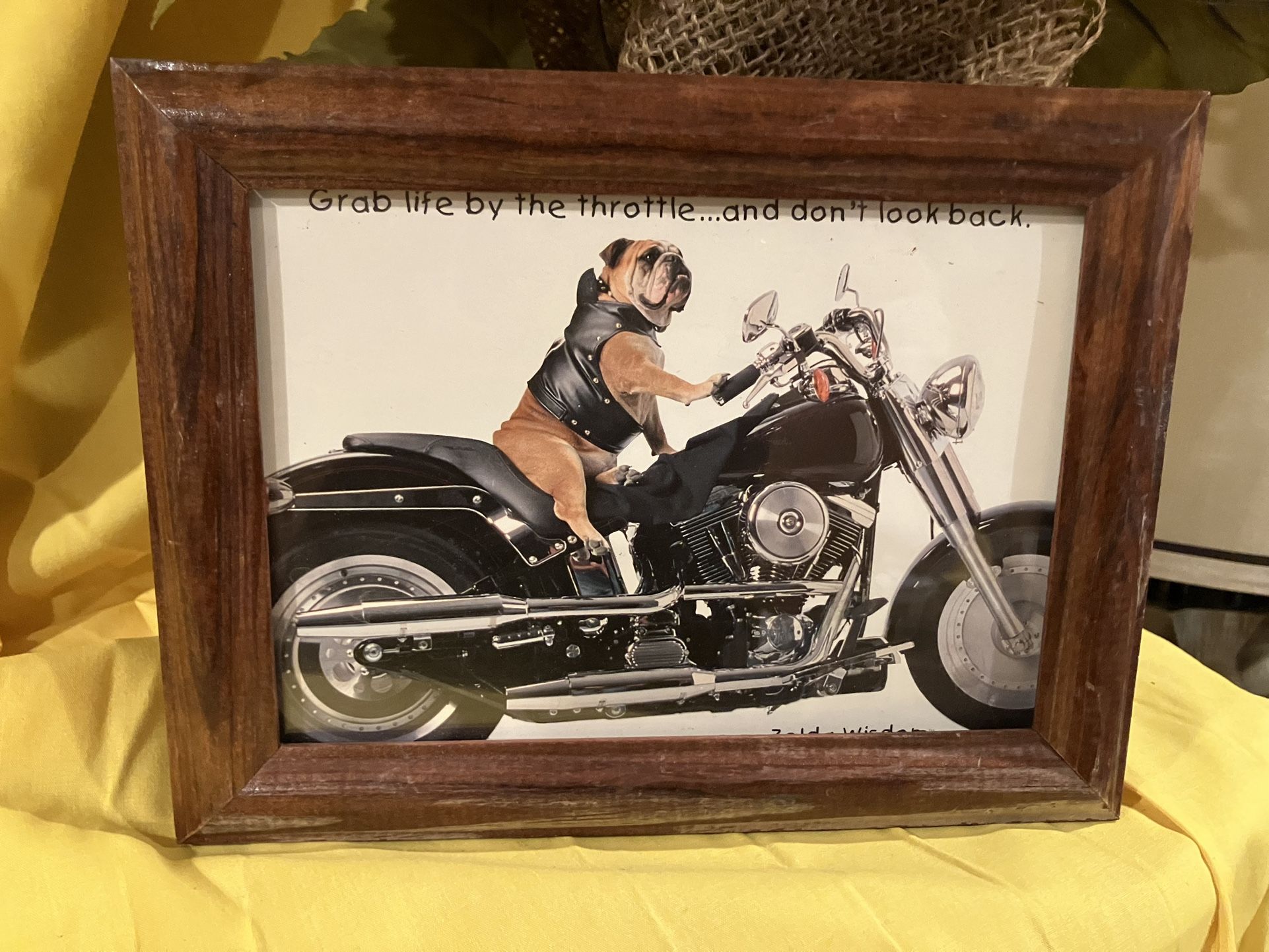 Bulldog Biker Picture