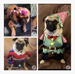 Three Dog Costumes. Superman-Small, Hula Small To Medium And Elf Medium To Large