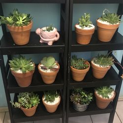 Suculentas De Venta Cada Una 5 Dólares