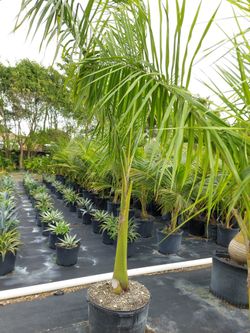 Royal l Palms 25 Gls & 45 Gl Pots