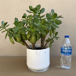 Live Jade Plant🪴16Wx13.5Dx15H
