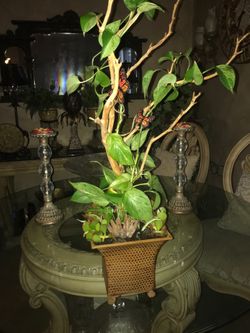Gorgeous decorating plants