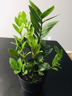 💚💚 BEAUTIFUL ZZ PLANT 💚 💚