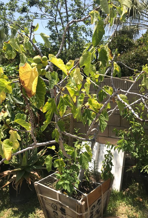 Fruit tree for Sale in Redlands, CA OfferUp