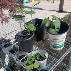 Chayotes Plants $5 Each,  San Leandro 