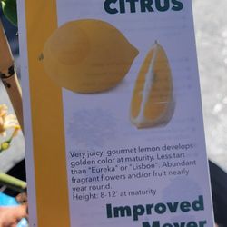 Improved MEYERS LEMON TREE 
