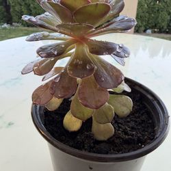 Aeonium 'Blushing Beauty'  Blushing Aeonium (LIFE  SUCCULENT - CACTUS)