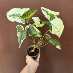4” syngonium 3 kings